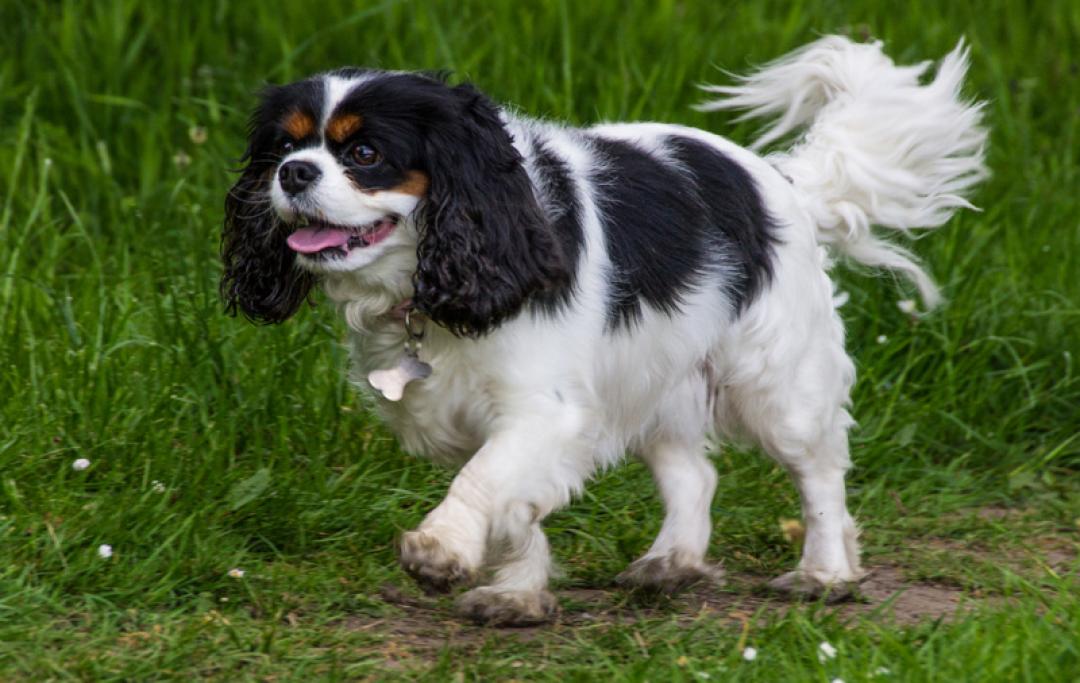 Cavalier king store charles mix breeds