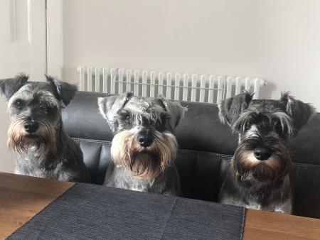 Miniature schnauzer and bichon sales frise