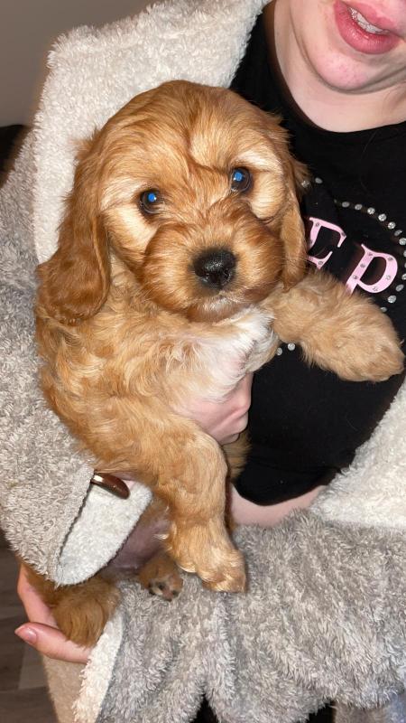 Jackie sales bichon puppies